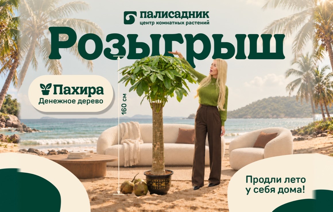 Розыгрыш пахиры 160 см в Палисаднике — Пермь