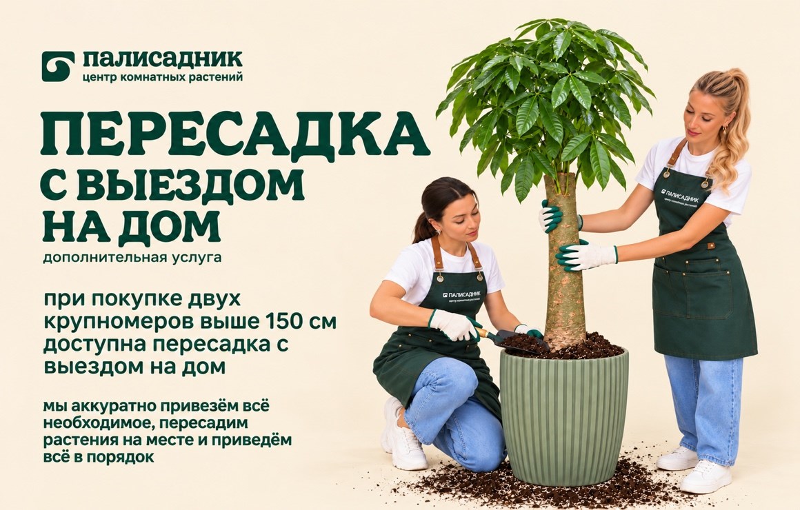 Пересадка крупных комнатных растений с выездом на дом в Перми
