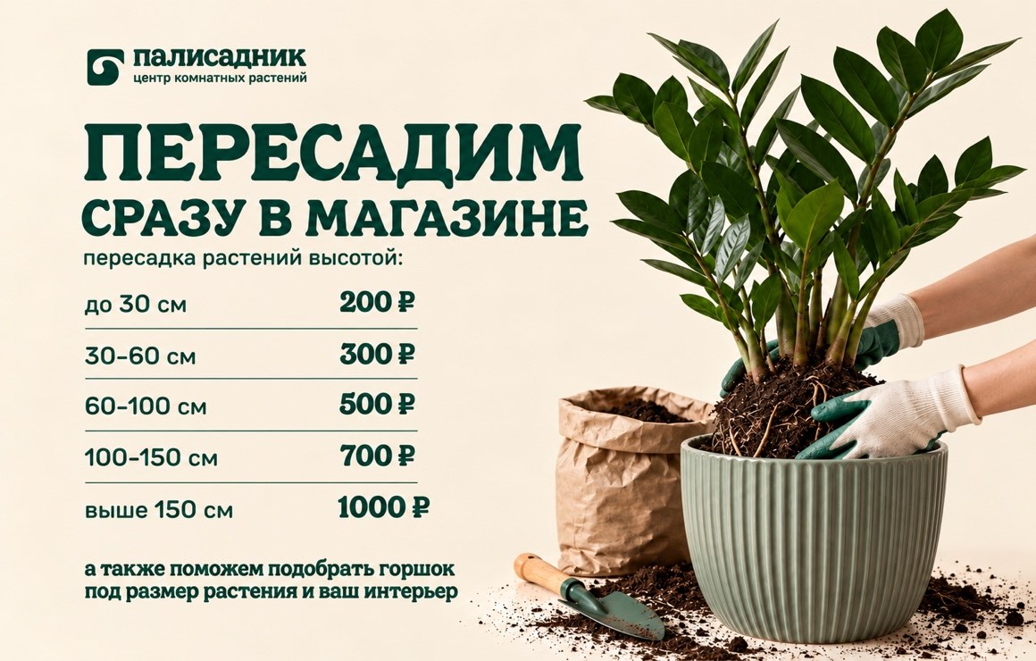 Пересадка комнатных растений в магазине Палисадник — Пермь