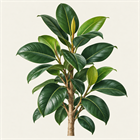 Домашние крупномеры
