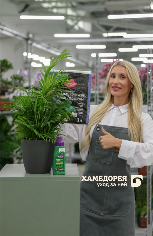 Хамедорея дома: свет, полив и пересадка пальмы