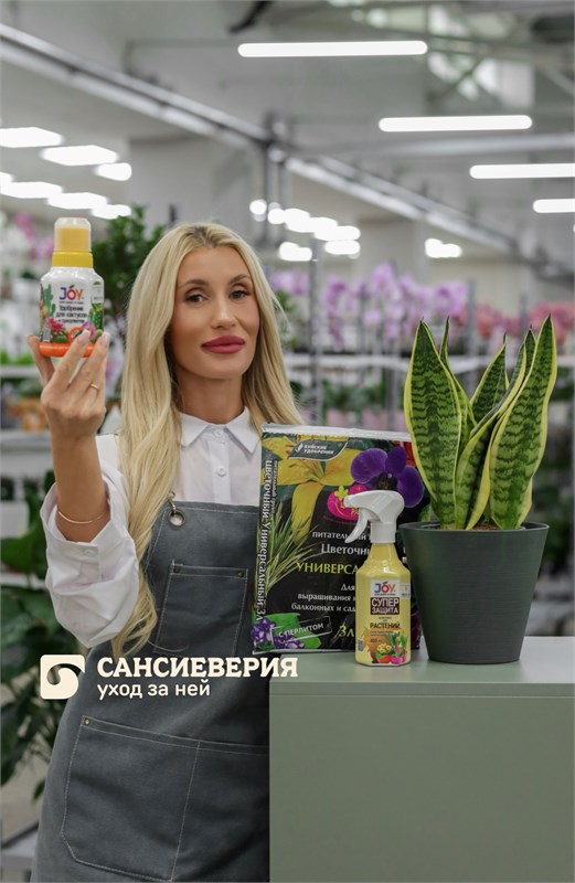 Сансевиерия дома: свет, полив и пересадка