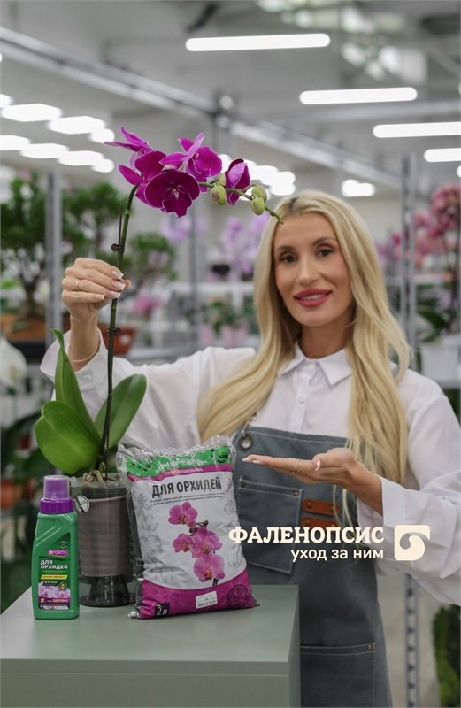 Орхидея фаленопсис: полив, грунт и пересадка