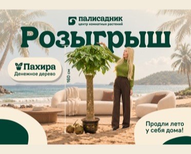 Розыгрыш пахиры 160 см в «Палисаднике»