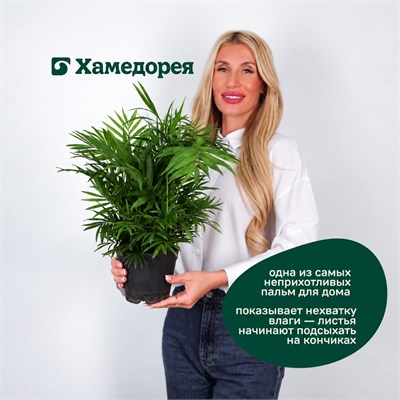 Хамедорея elegans (14/40) SKU-2000000031903