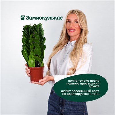 Замиокулькас (10/25) SKU-2000000031873
