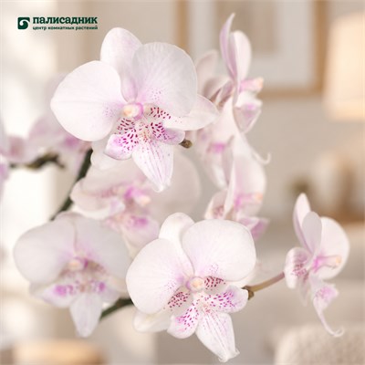 Фаленопсис Fan Yin (9/50-70) SKU-2000000032221