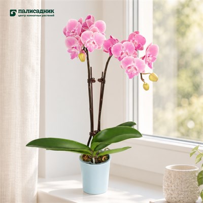 Фаленопсис DN02 (7/40-65) SKU-2000000032320
