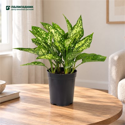 Аглаонема Emerald (12/35-40) SKU-2000000031705
