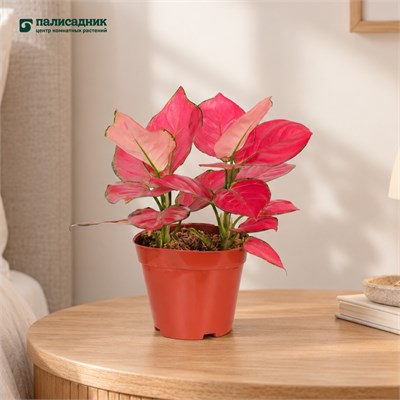 Аглаонема Red Unyamanee (12/30-35) SKU-2000000031699