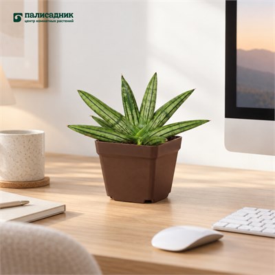 Сансевиерия cylindrica Melon (10/15-20) SKU-2000000031668