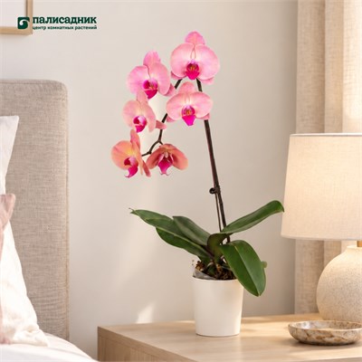 Фаленопсис Prosperity (7/40-65) SKU-2000000032337