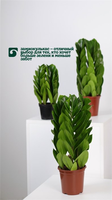 Замиокулькас 10011