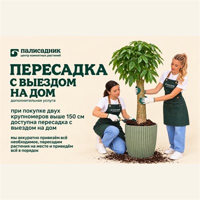 Пересадка растений с выездом на дом 10283
