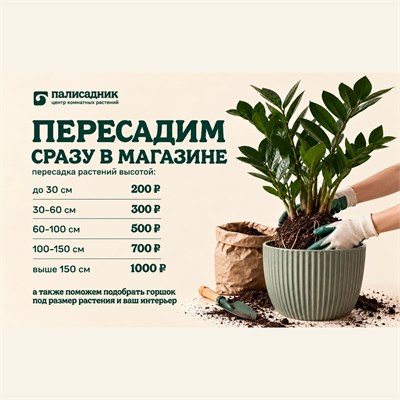 Пересадка растений в магазине 10284
