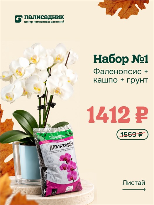 Набор №1 — фаленопсис, кашпо и грунт 10014