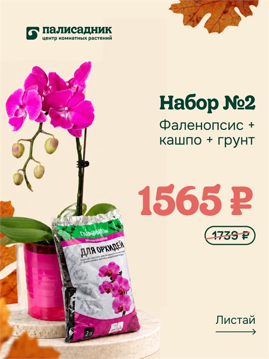 Набор №2 — фаленопсис, кашпо и грунт 10015