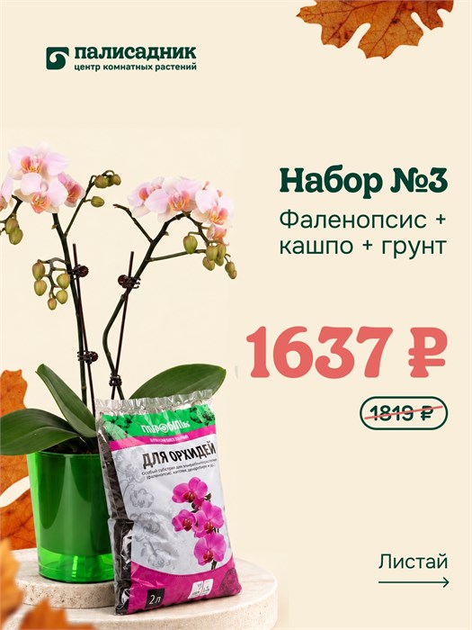 Набор №3 — фаленопсис, кашпо и грунт 10016