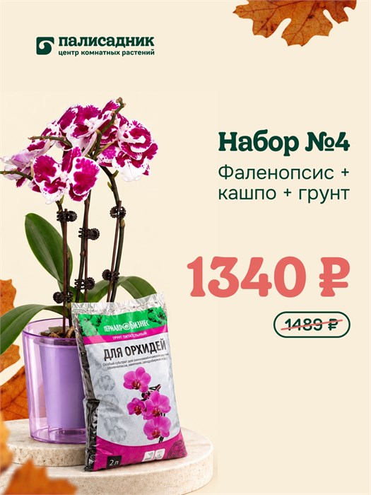 Набор №4 — фаленопсис, кашпо и грунт 10017