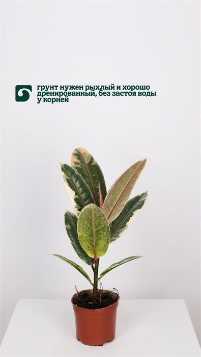 Фикус Тинеке 10024