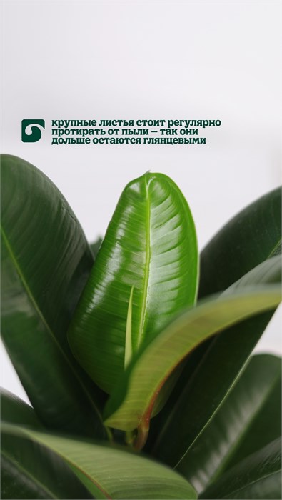 Фикус Робуста 10025