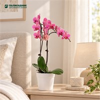 Фаленопсис Орхидея Nabona (9/50-70) SKU-2000000032276