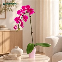 Фаленопсис Qilai (9/50-70) SKU-2000000032238
