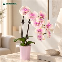 Фаленопсис Peach (7/40-65) SKU-2000000032351