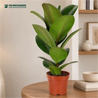 Фикус Green Rubber (12/35-40) SKU-2000000031811