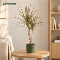 Драцена Микс (11/65) SKU-2000000031774
