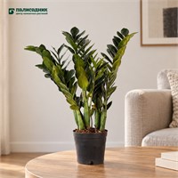 Замиокулькас Raven (18/50-60) SKU-2000000032177