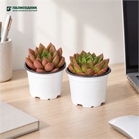 Седум Сэт №1 (9/4-6) SKU-2000000031583