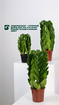 Замиокулькас 10011