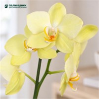 Фаленопсис Mira (9/50-70) SKU-2000000032245