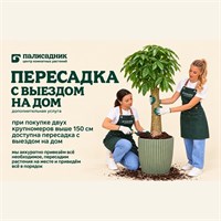 Пересадка растений с выездом на дом 10283