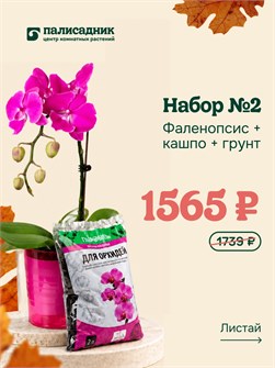 Набор №2 — фаленопсис, кашпо и грунт 10015