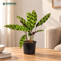 Калатея микс (d10) SKU-2000000032993