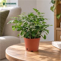 Муррайя paniculata (11/25-30) SKU-2000000031767