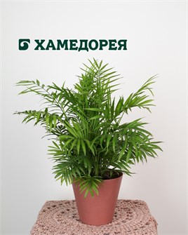 Хамедорея 10018