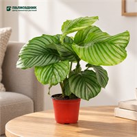 Калатея Green Apple (12/35-40) SKU-2000000031910