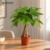 Пахира 5 stems (14/35-40) SKU-2000000031736