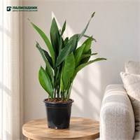 Аспидистра Elatior Blume (22/60-70) SKU-2000000032160