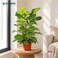 Фикус lyrata – 3 plants per pot (27/60-80) SKU-2000000032061