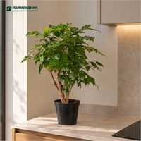 Радермахера (14/30-35) SKU-2000000031682