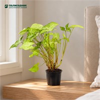 Сингониум микс (d10) SKU-2000000033006