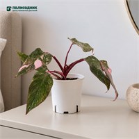 Филодендрон Pink Princess Marble (11/25) SKU-2000000031965