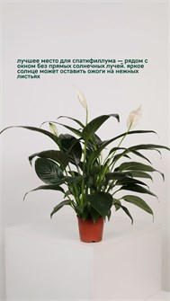 Спатифиллум 10020