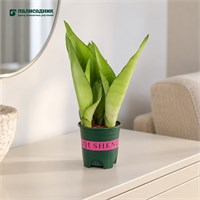 Сансевиерия Golden Hahnii (10/20-25) SKU-2000000031613