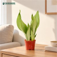Сансевиерия trifasciata Moonshine (10/20-25) SKU-2000000031651