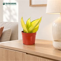 Сансевиерия trifasciata Golden Hahnii (9/20-25) SKU-2000000031675
